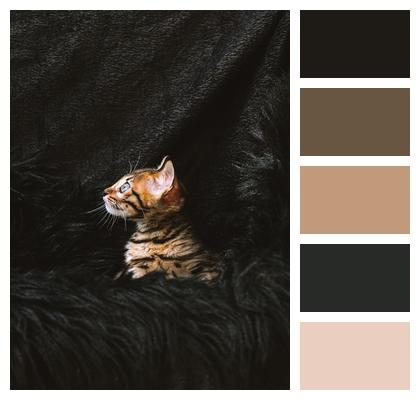 Animal Bengal Cat Portrait Young Cat Kitten Mammal Pet Domestic Cat Feline Cat Image